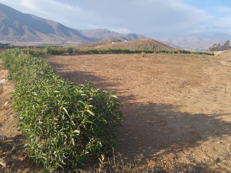 HINOJAL VALLE DE ELQUI