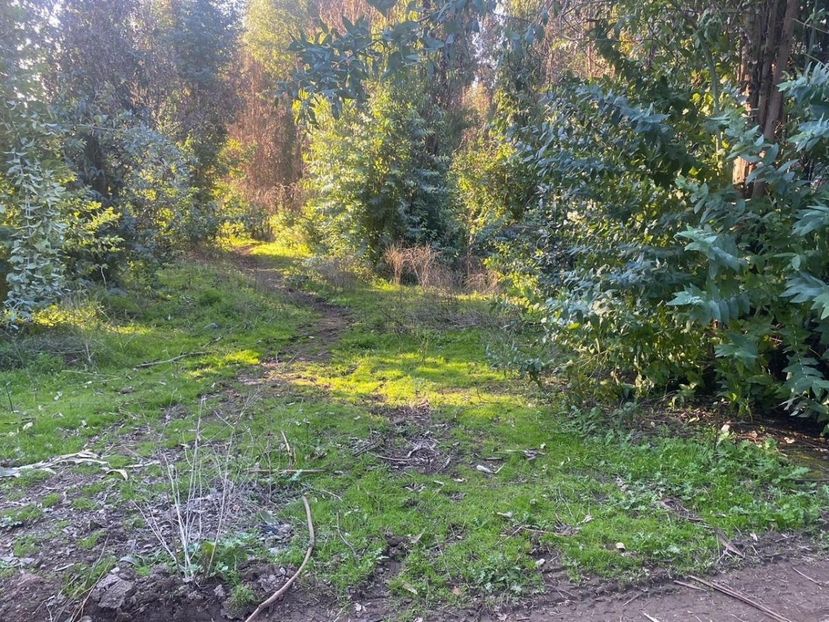 Naltahua, Isla de Maipo. 